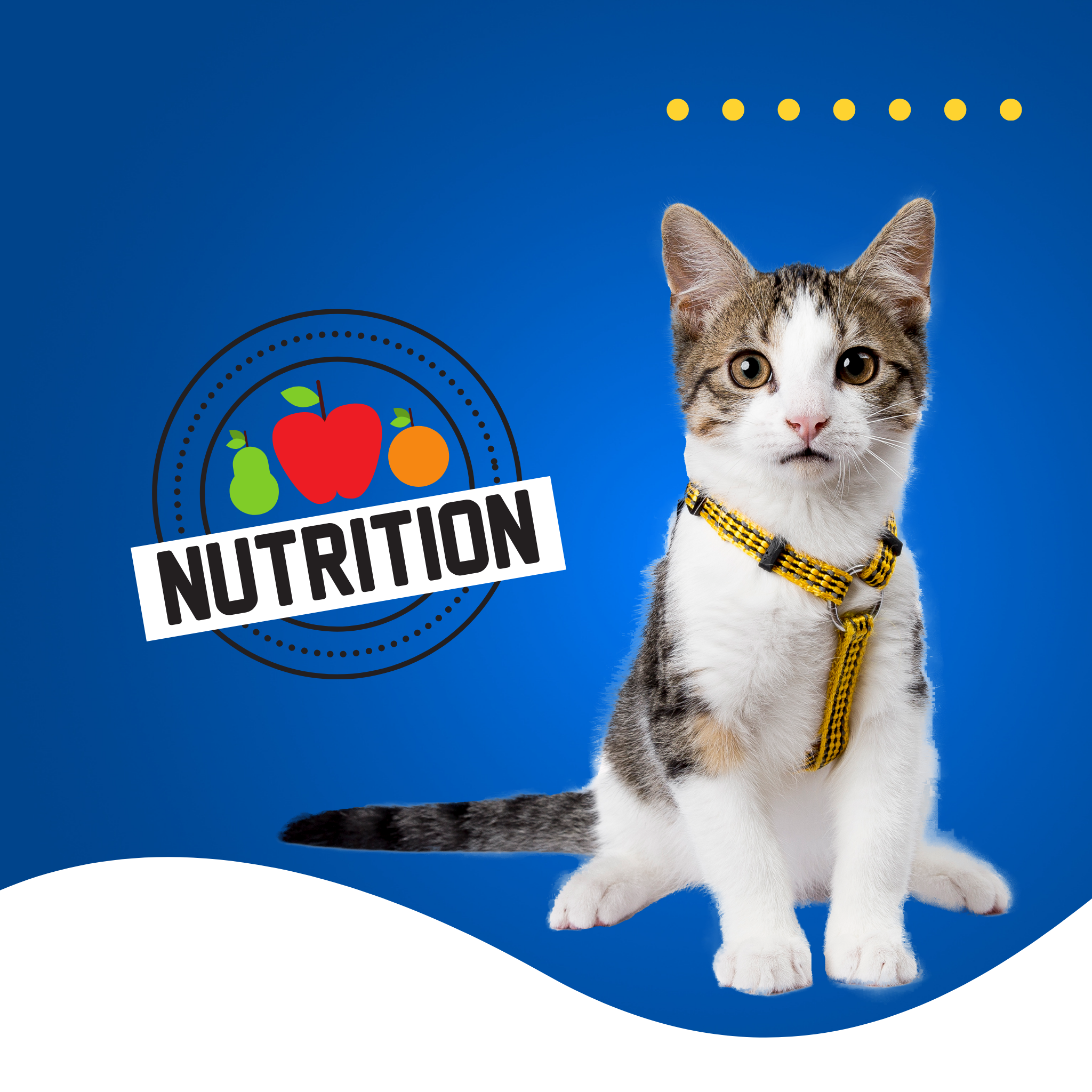 Cat Nutrition