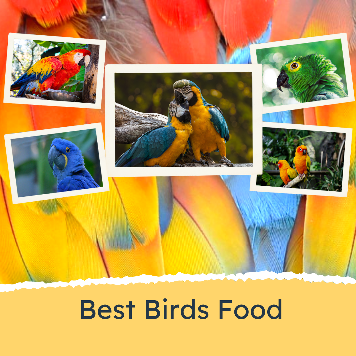 All Bird Products | Feedipet
