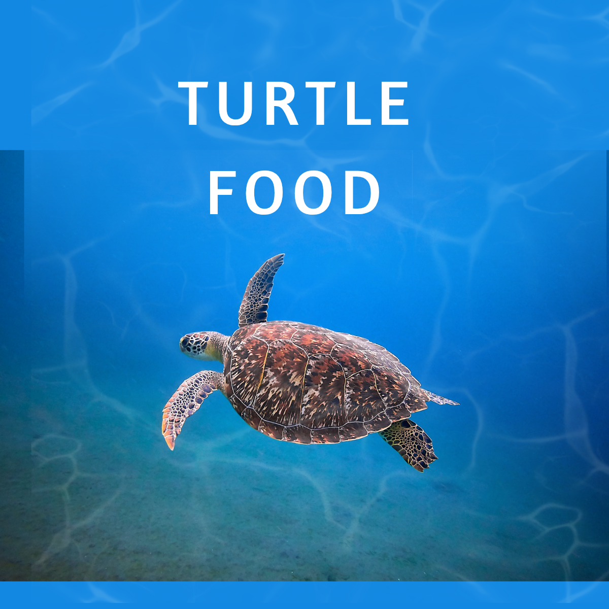 All Turtle Products | Feedipet
