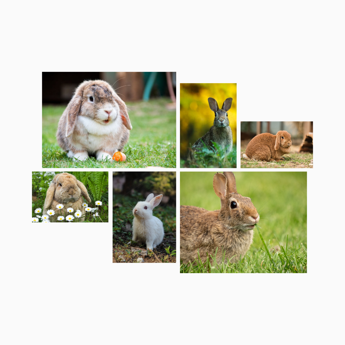 All Rodent Products | Feedipet